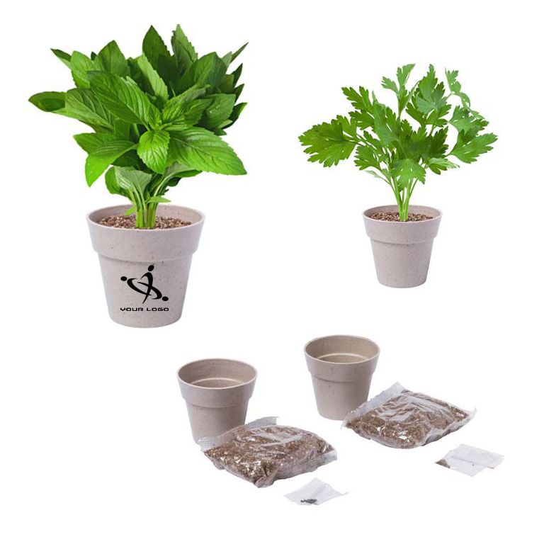 AROMATIKA piantine di prezzemolo e menta - immagine 2