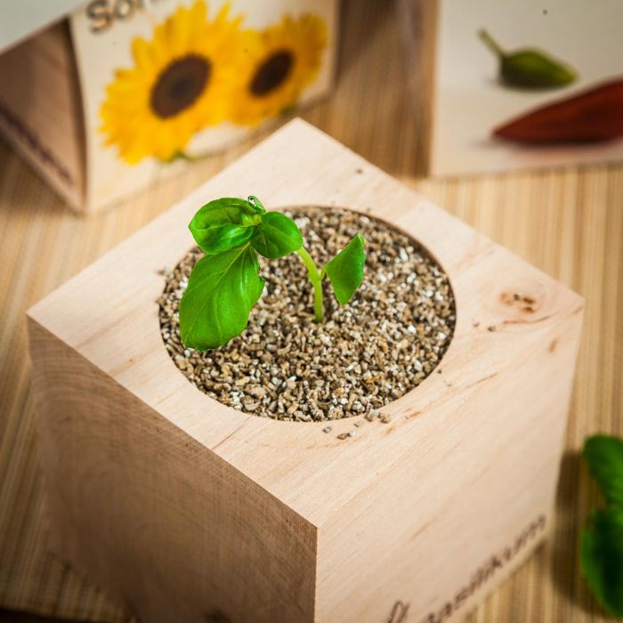 EcoCube, menta in cubo di legno - immagine 3