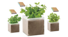 CUBO AROMA Bio Piantina Di Menta, Basilico O Prezzemolo