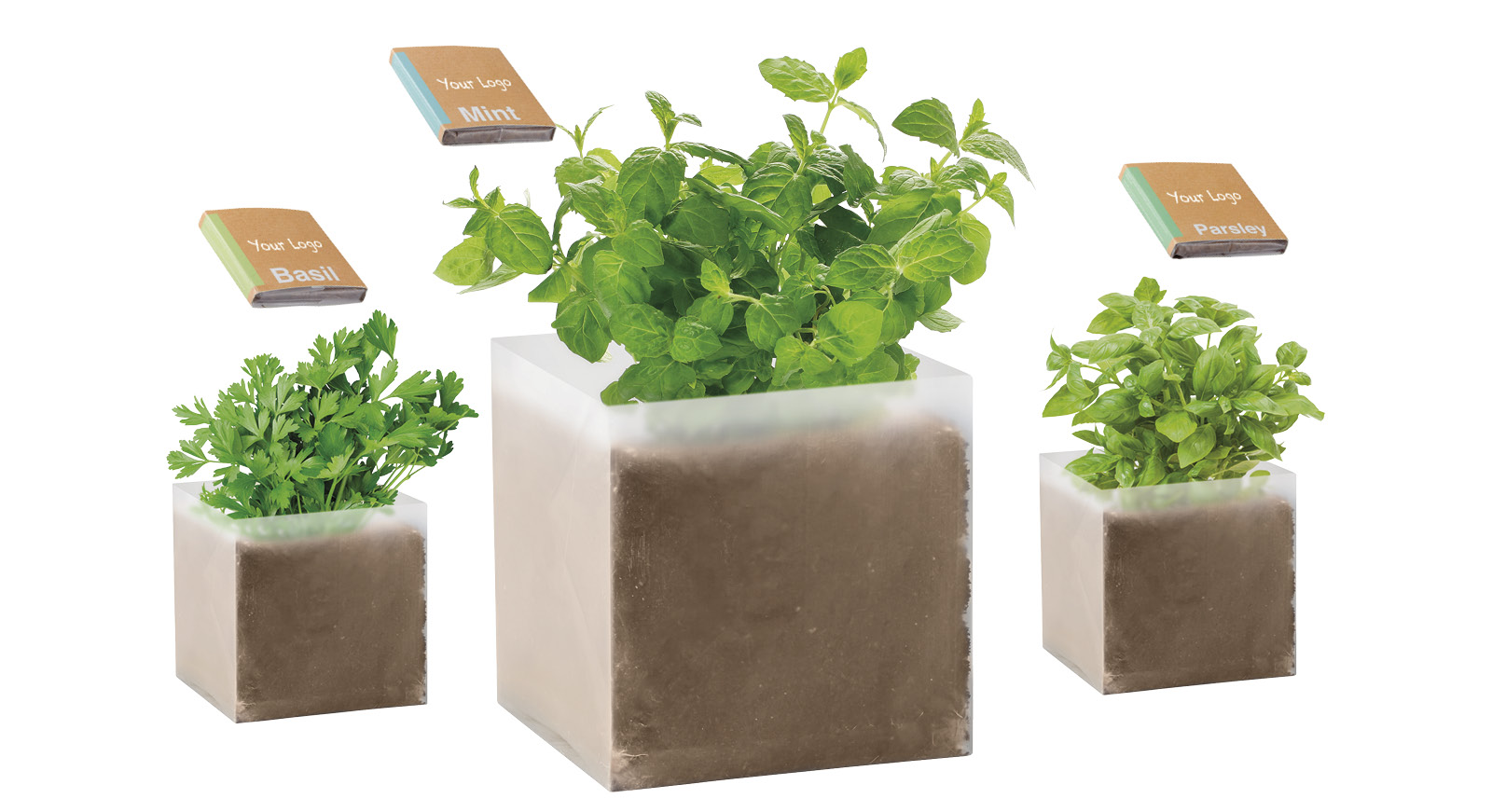 CUBO AROMA bio piantina di menta, basilico o prezzemolo