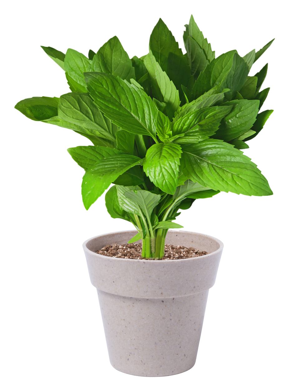 AROMATIKA piantine di prezzemolo e menta - immagine 4