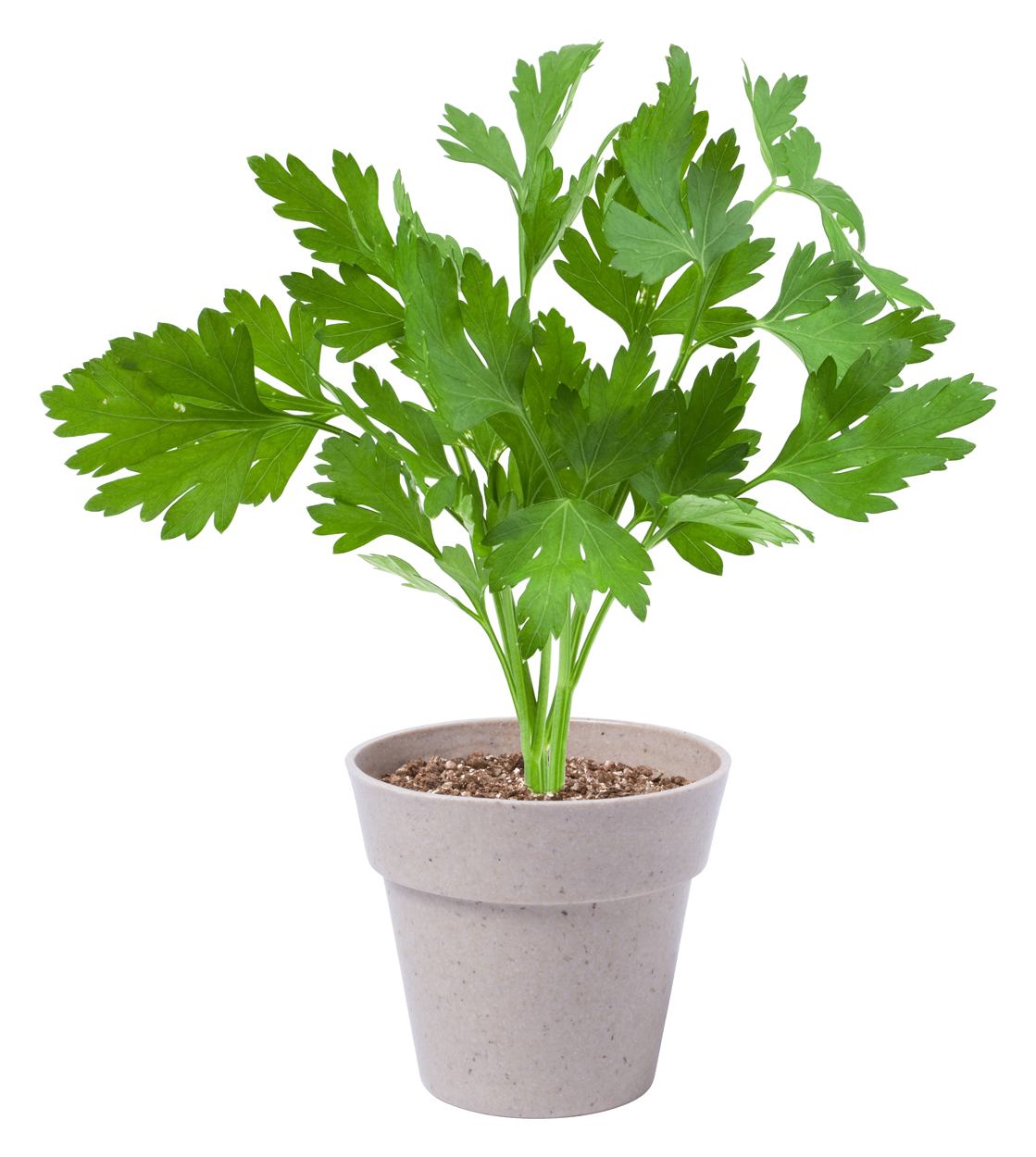 AROMATIKA piantine di prezzemolo e menta - immagine 3