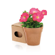 Piantina Fiorita Con Vaso Biodegradabile