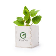 Piantina Di Menta Con Vaso Della Linea Natura.