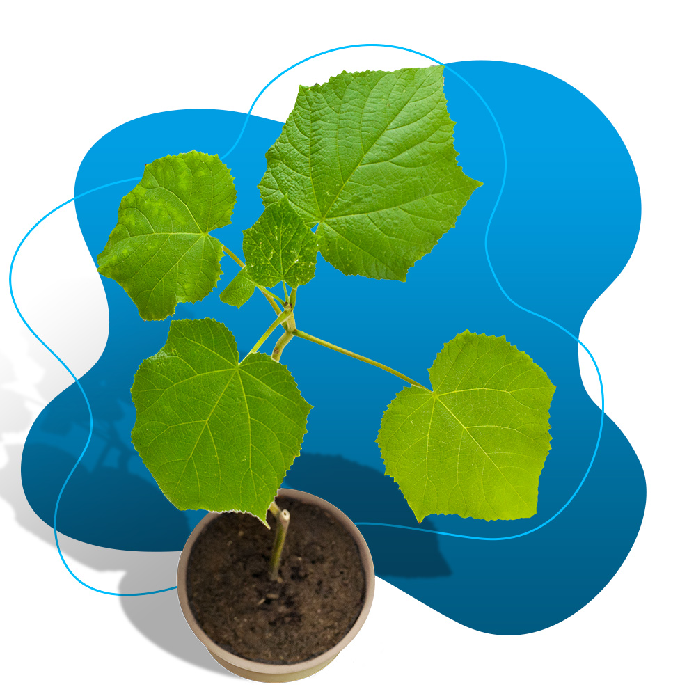 REGALA NATURA VIVA - PAULOWNIA ALBERO DELL'OSSIGENO - immagine 3