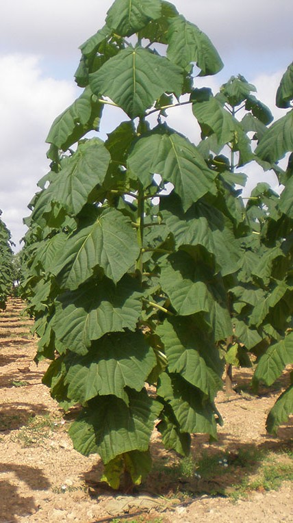 REGALA NATURA VIVA - PAULOWNIA ALBERO DELL'OSSIGENO - immagine 7