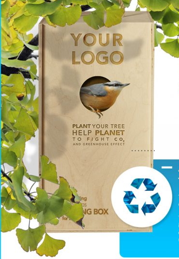 REGALA NATURA VIVA - PAULOWNIA ALBERO DELL'OSSIGENO - immagine 8