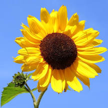 CI VUOLE UN FIORE Girasole - immagine 2