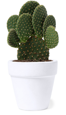 Mini Pianta Grassa Viva – CACTUS