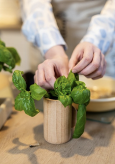 Vaso In Legno Grezzo Con Semi Di Basilico