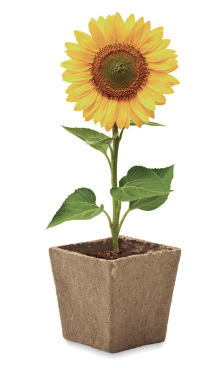 CI VUOLE UN FIORE Girasole