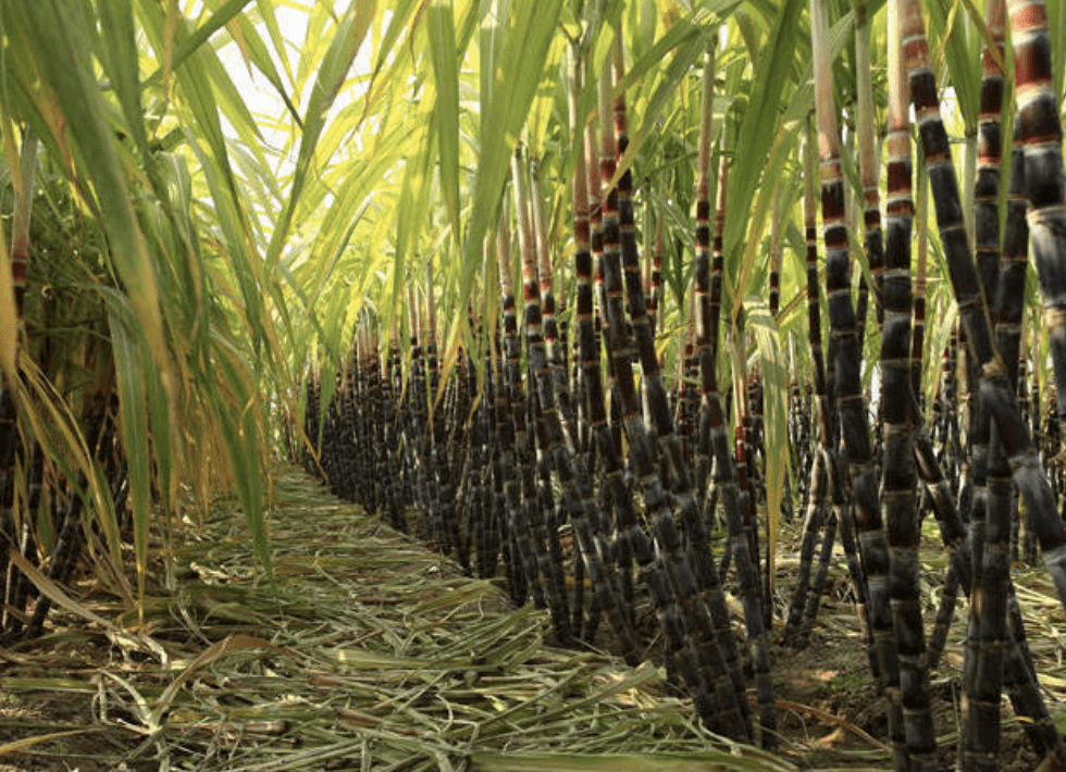 Bicchieri Cono in Carta da Canna da Zucchero Eco Sostenibili per Acqua – Biodegradabili e Compostabili - immagine 8