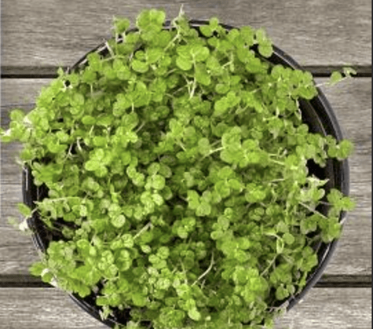 Biglietti Ecologici che fioriscono - immagine 8