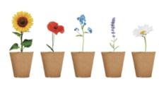 Kit Per La Coltivazione Dei Fiori