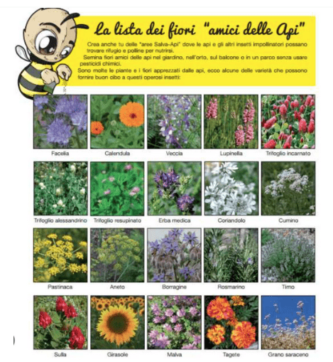 Ventaglio Ecologico Piantabile – Carta con Semi di Fiori Melliferi per Api e Biodiversità - immagine 6
